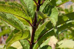 Coastal plain joe pye weed